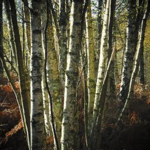 Promenons-nous dans le bois Patrick Bard