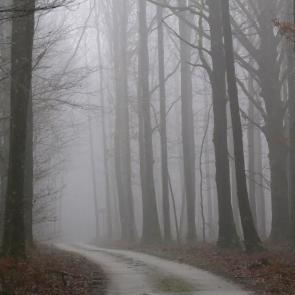 Promenons-nous dans le bois Patrick Bard