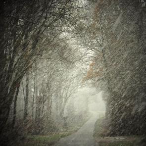 Promenons-nous dans le bois Patrick Bard