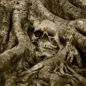 Calaveras Patrick Bard