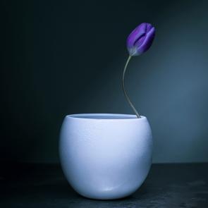 Dancing Tulips Joanna Tarlet Gauteur