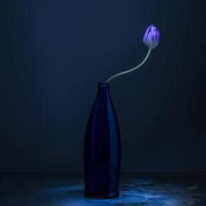 Dancing Tulips Joanna Tarlet Gauteur