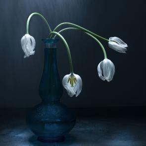 Dancing Tulips Joanna Tarlet Gauteur