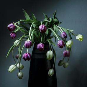 Dancing Tulips Joanna Tarlet Gauteur