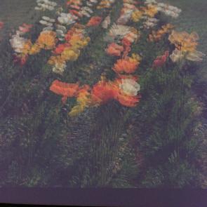 Fleurs et jardins Carole Bellaïche