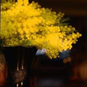 Fleurs et jardins Carole Bellaïche