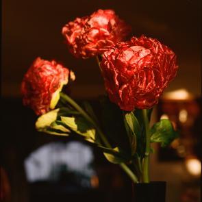 Fleurs et jardins Carole Bellaïche