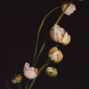 Fleurs et jardins Carole Bellaïche