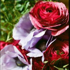 Fleurs et jardins Carole Bellaïche