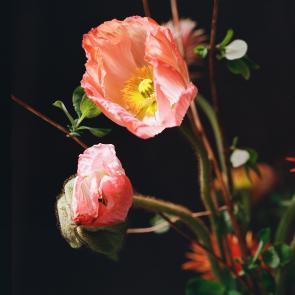 Fleurs et jardins Carole Bellaïche