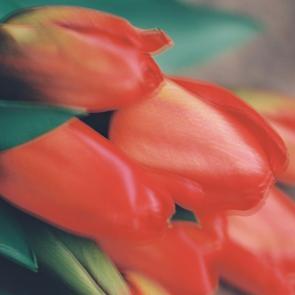 Fleurs et jardins Carole Bellaïche