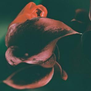 Fleurs et jardins Carole Bellaïche