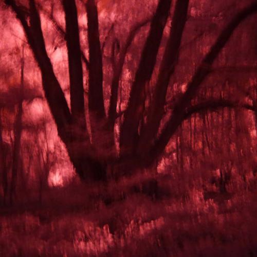 la  Forêt eclarlate Patrick Bard