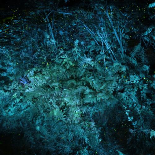 Lettres d'amour des mouches à feu Michel Séméniako