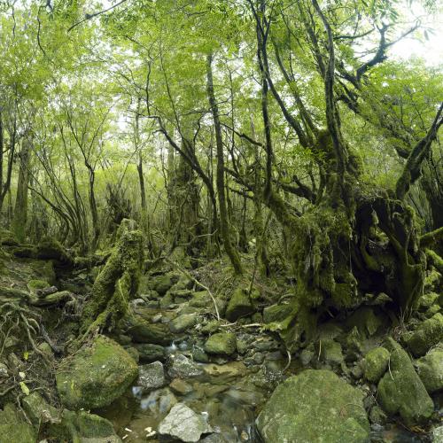 Les forêts sauvages laurent Monlaü