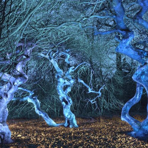 Arbre Michel Séméniako