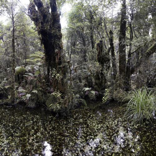 Les forêts sauvages Laurent Monlaü
