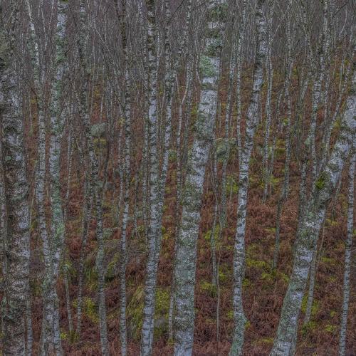 Promontoires du Silence